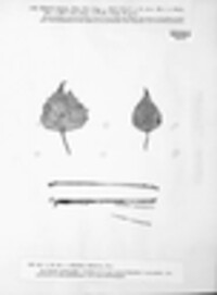 Gnomonia setacea image